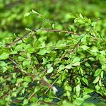 Buchu als alternatief voor cranberry bevat Diosphenol, quercetin en rutin