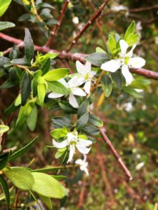 Agathosma Betulina - Buchu - Cape Floral Kingdomn